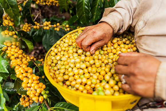 Zona cafetera sur del Huila.