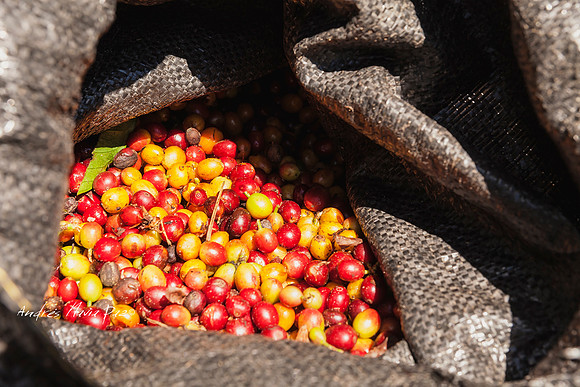 Zona cafetera sur del Huila.