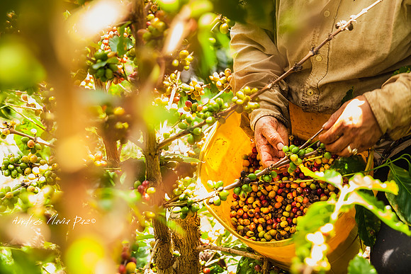 Zona cafetera sur del Huila.
