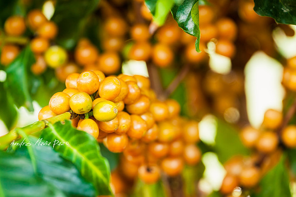 Zona cafetera sur del Huila.