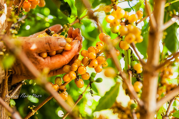 Zona cafetera sur del Huila.